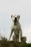 DOGUE ARGENTIN 437